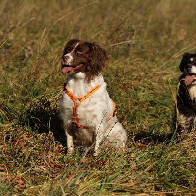 Jagdhundmischling und Sheltiemischling