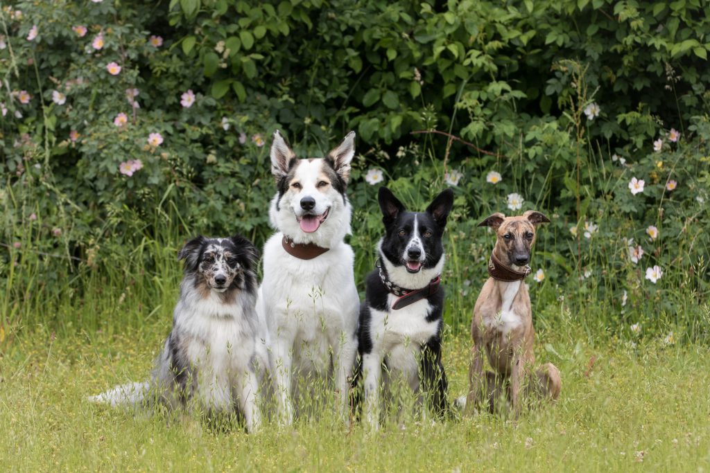 Hundeangebote Spürnasen